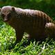 Image for article titled Meet Gef, the ghost mongoose who’d turn off the oven if the humans forgot
